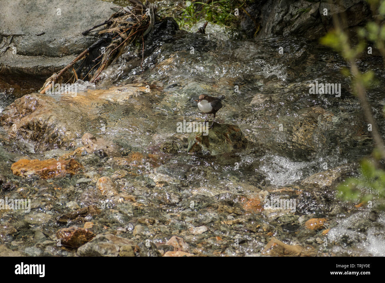 Singola bianco Throated bilanciere (Cinclus cinclus) stand su una roccia nel mezzo di un fiume e la ricerca di cibo Foto Stock