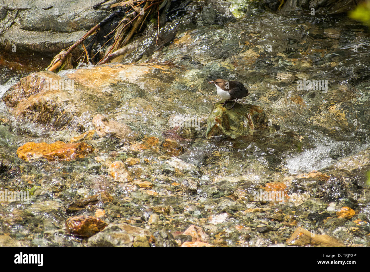 Singola bianco Throated bilanciere (Cinclus cinclus) stand su una roccia nel mezzo di un fiume e la ricerca di cibo Foto Stock