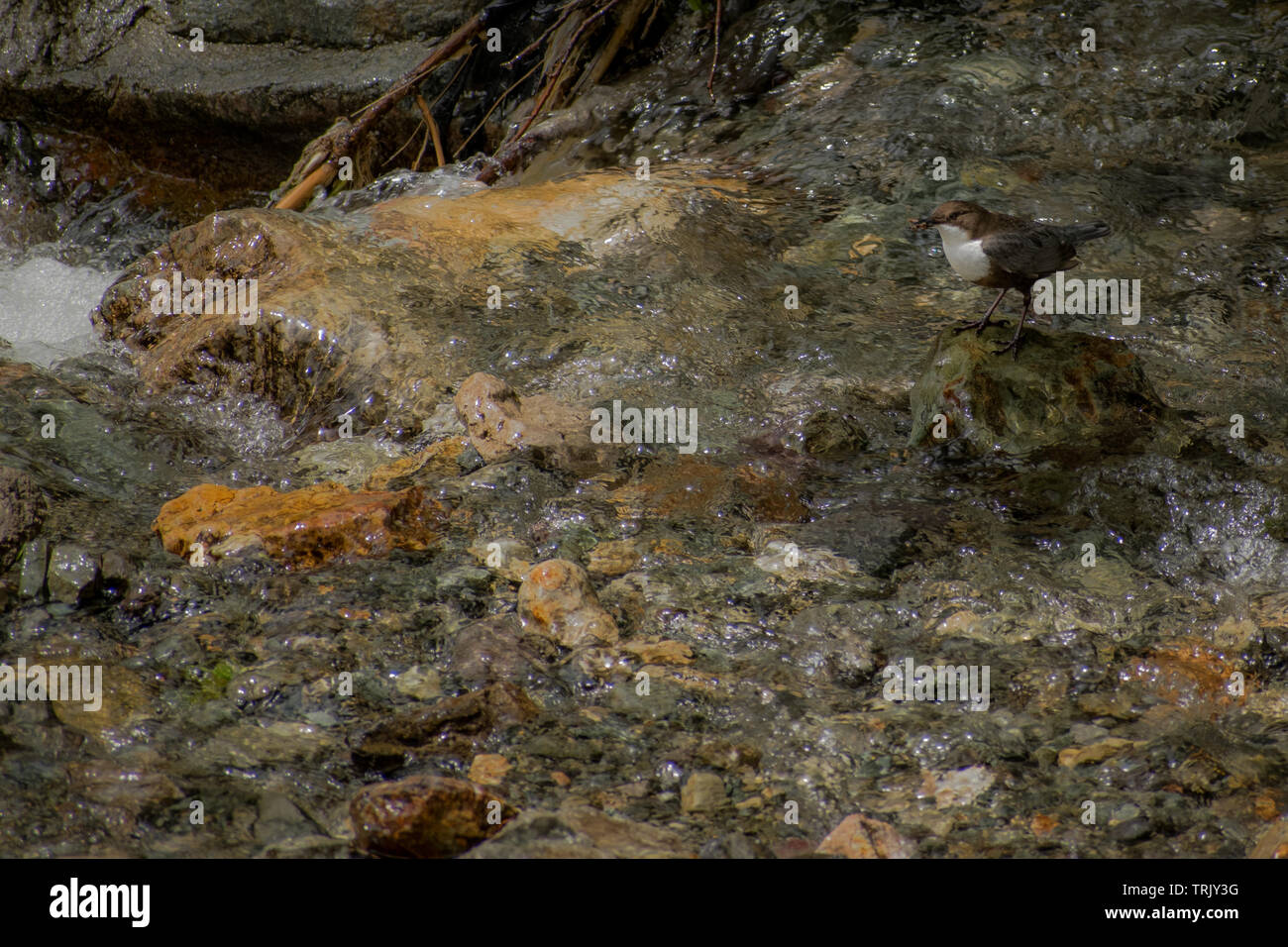 Singola bianco Throated bilanciere (Cinclus cinclus) stand su una roccia nel mezzo di un fiume e la ricerca di cibo Foto Stock