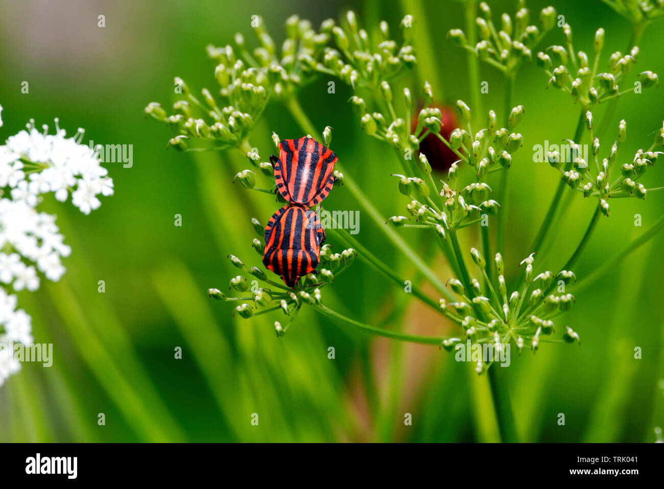 Graphosoma lineatum rosso e nero striped stink bug coniugata Foto Stock