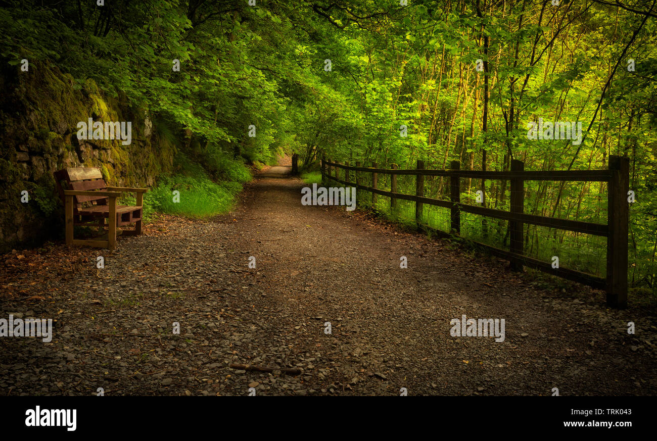 Passerella di foresta con recinto e panca Foto Stock