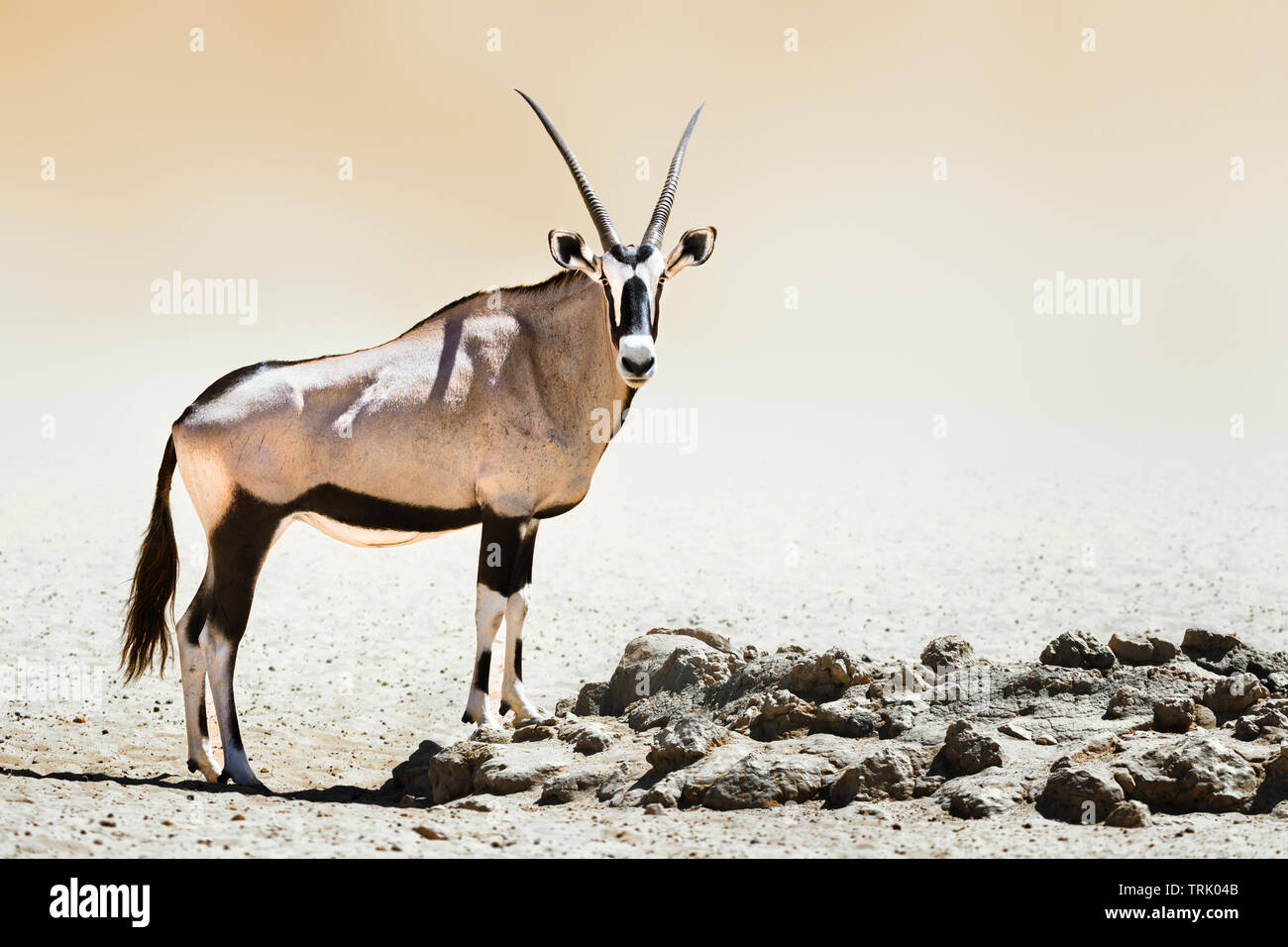 Ritratto Gemsbok nel deserto, in piedi orgoglioso. Oryx gazella Foto Stock