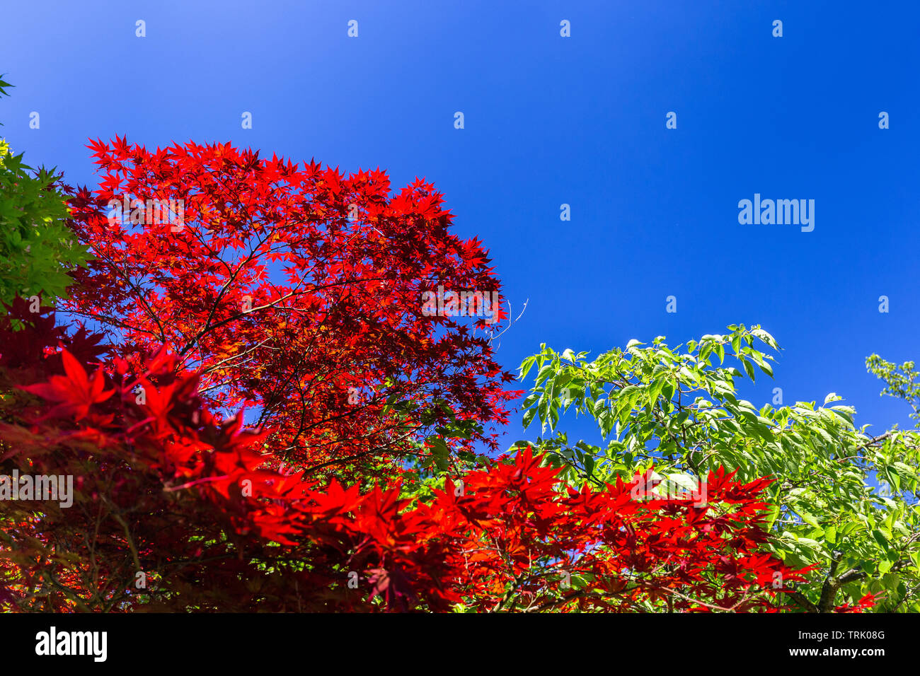 Aceri rossi in estate contro il cielo blu in Hasselt giardino giapponese Foto Stock