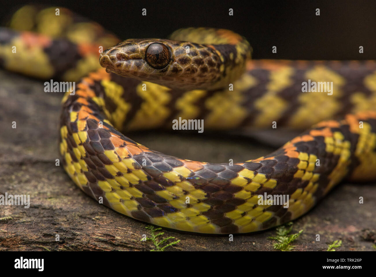 A Panama spotted notte snake (Siphlophis cervinus) è innocua e si nutre prevalentemente di lucertole. Foto Stock