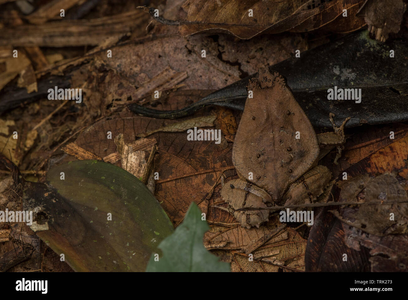 Perezi Edalorhina (Perez la rana snouted) è un rospo simili dalla giungla amazzonica, assomiglia ad una foglia morta e vive sul suolo della foresta. Foto Stock