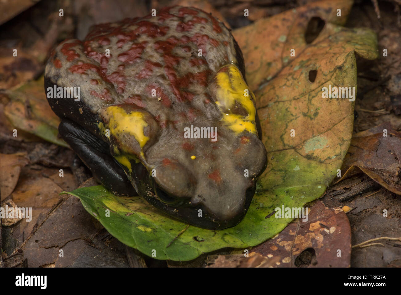 A FACCE LISCE toad (Rhaebo guttatus) di rilasciare una sostanza velenosa dalla sua parotoid ghiandole. Un potente neurotossina è pericoloso se ingerito. Foto Stock