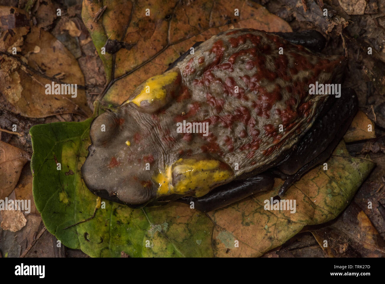 A FACCE LISCE toad (Rhaebo guttatus) di rilasciare una sostanza velenosa dalla sua parotoid ghiandole. Un potente neurotossina è pericoloso se ingerito. Foto Stock