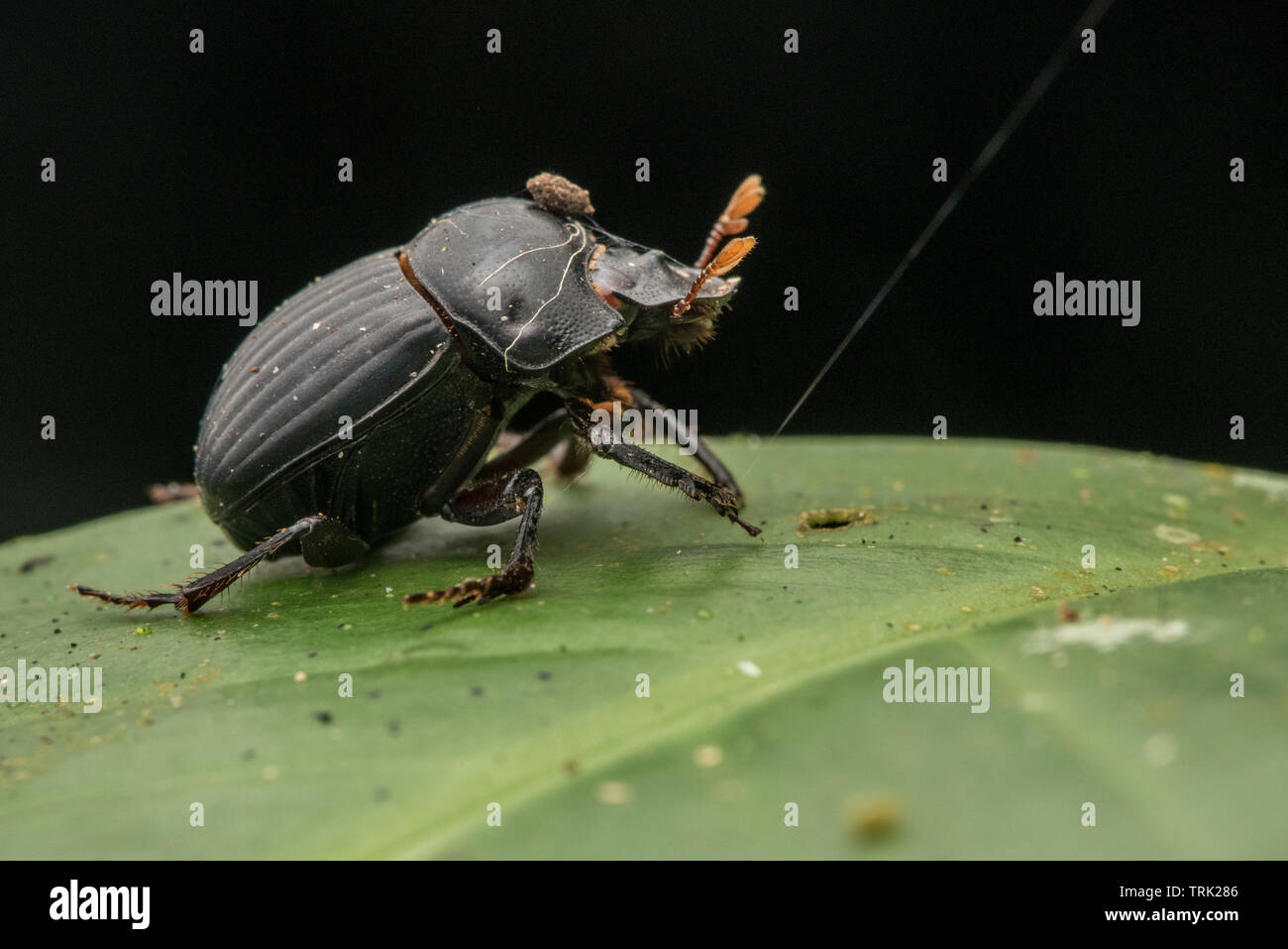Un dung beetle anche chiamato scarabeo scarabeo dalla foresta amazzonica in Ecuador. Foto Stock