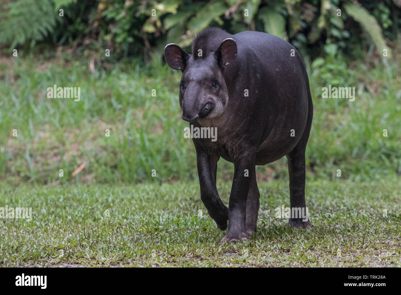 Sud Americana il tapiro (Tapirus terrestris) dalla giungla amazzonica in Ecuador. Fotografato in Yasuni National Park. Foto Stock
