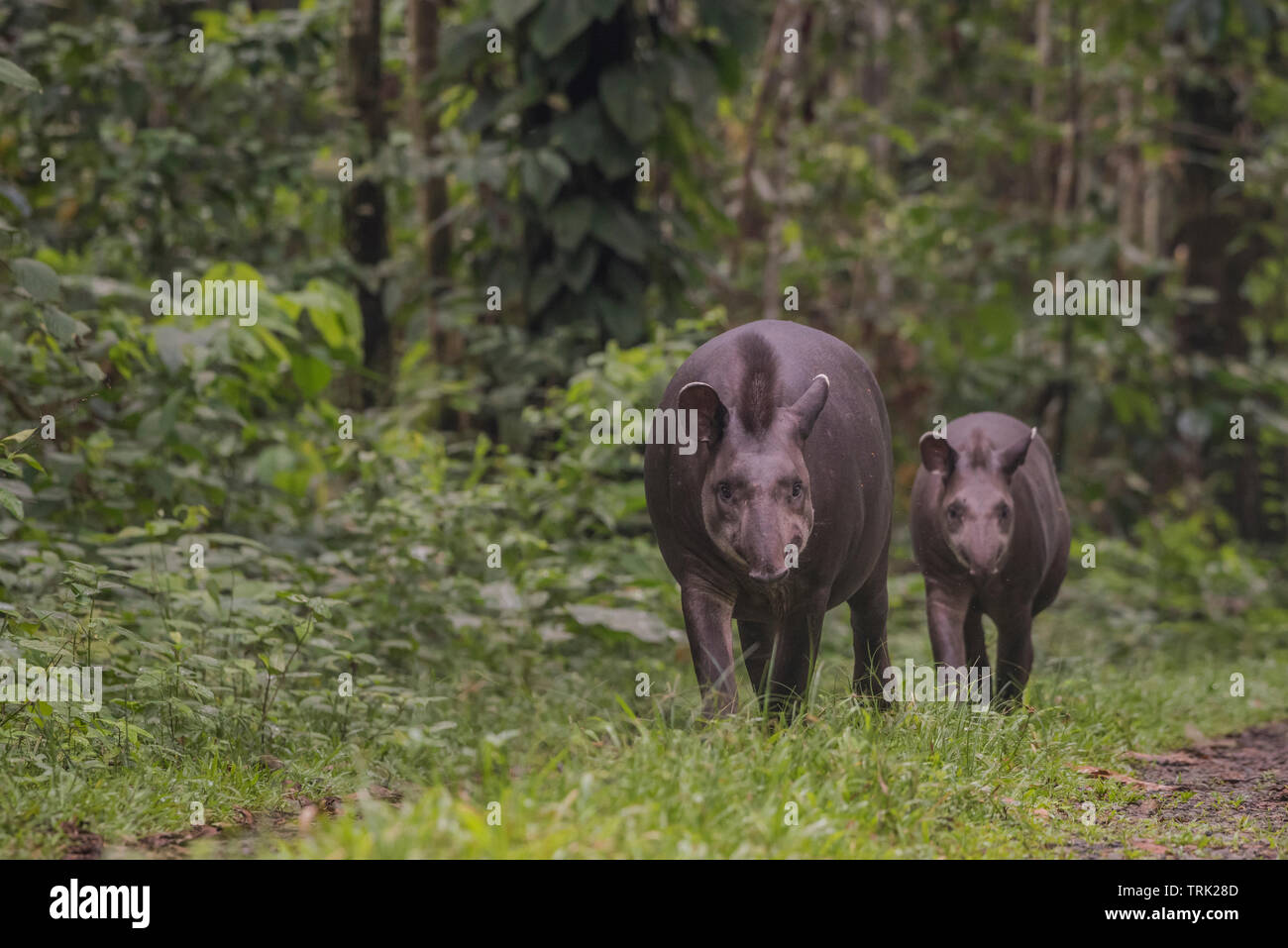 Sud Americana il tapiro (Tapirus terrestris) dalla giungla amazzonica in Ecuador. Fotografato in Yasuni National Park. Foto Stock