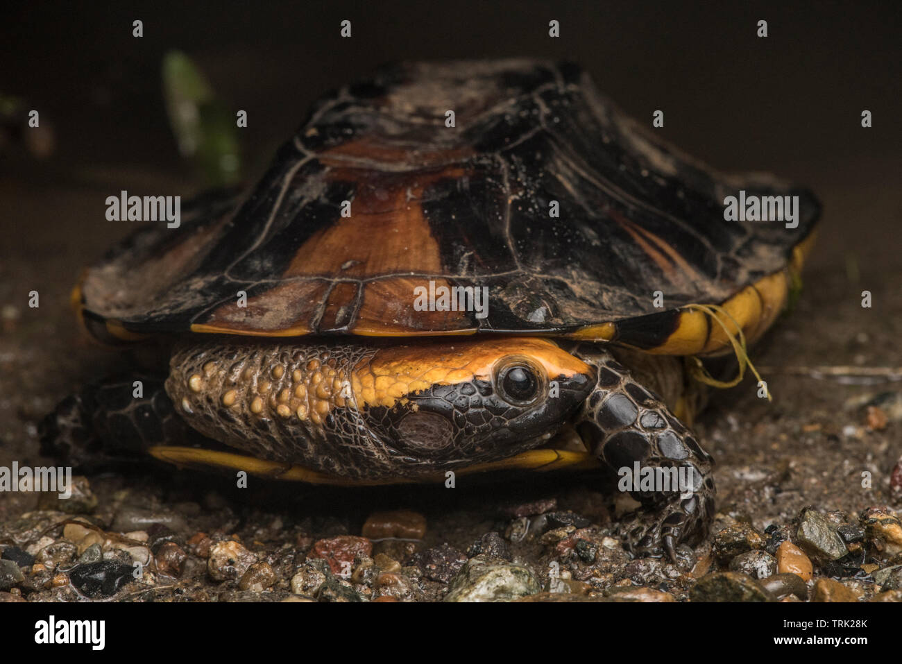Torcere il collo tartaruga (Platemys platycephala) da Ecuador trovati in Amazzonia in Yasuni. In questa area è la sottospecie p. p. melanonata. Foto Stock