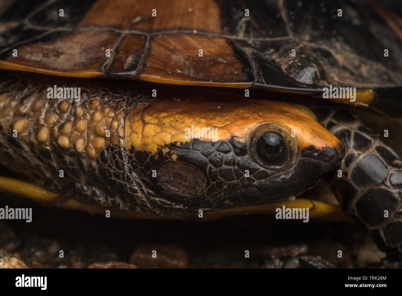Torcere il collo tartaruga (Platemys platycephala) da Ecuador trovati in Amazzonia in Yasuni. In questa area è la sottospecie p. p. melanonata. Foto Stock
