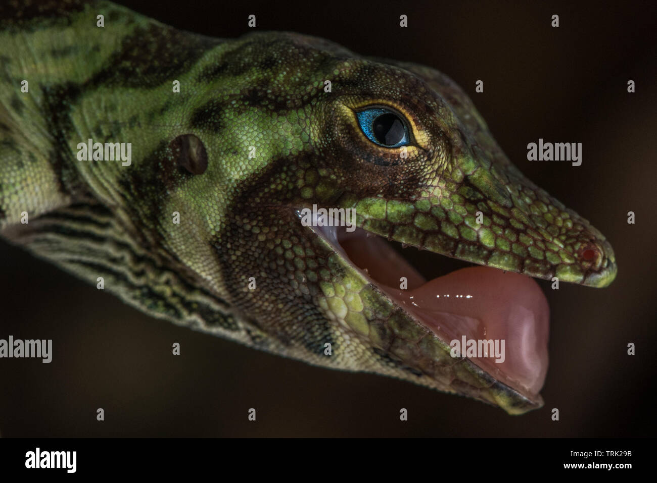 Struttura a bande Anole (Anolis transversalis) da Ecuador e il bacino amazzonico in Yasuni National Park. Foto Stock