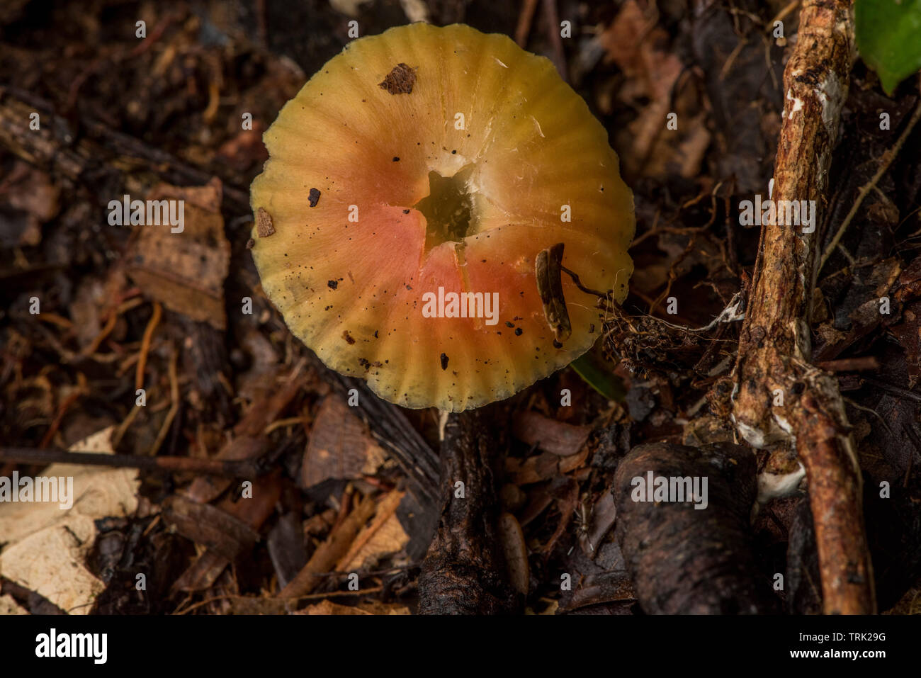Un fungo visto dall'alto man mano che cresce sul pavimento della giungla amazzonica in Ecuador. Foto Stock