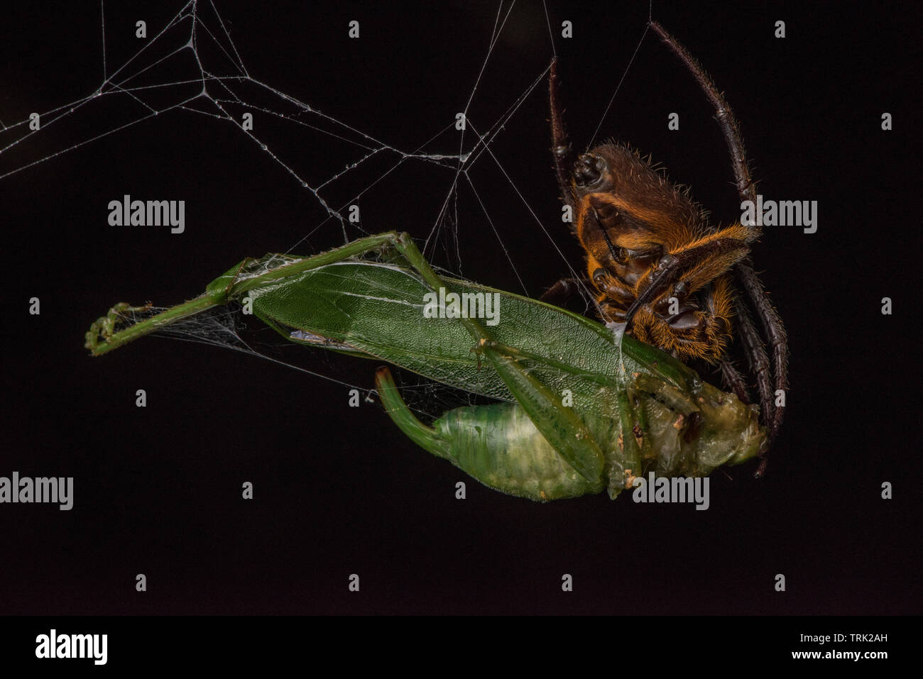 Un tropicale orbweaver spider (Eriophora fuliginea) mangia katydid che è stato catturato nel suo web in Yasuni National Park, Ecuador. Foto Stock