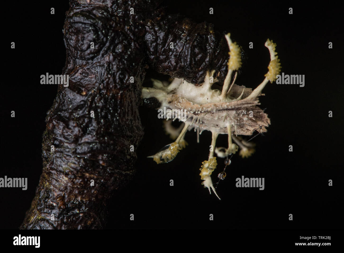 Una falena ucciso da un fungo entomopathogenic, forse un cordyceps obiettivi che questa specie. Foto Stock