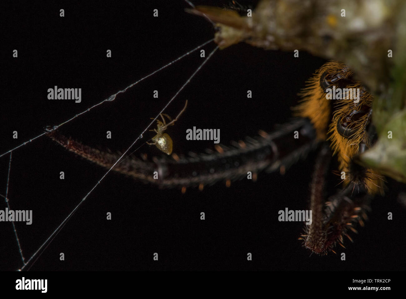 Un ragno dewdrop (Argyrodes specie) naviga il web di un più grande orbweaver spider. Essa vive inosservato nel web delle specie più grandi. Foto Stock