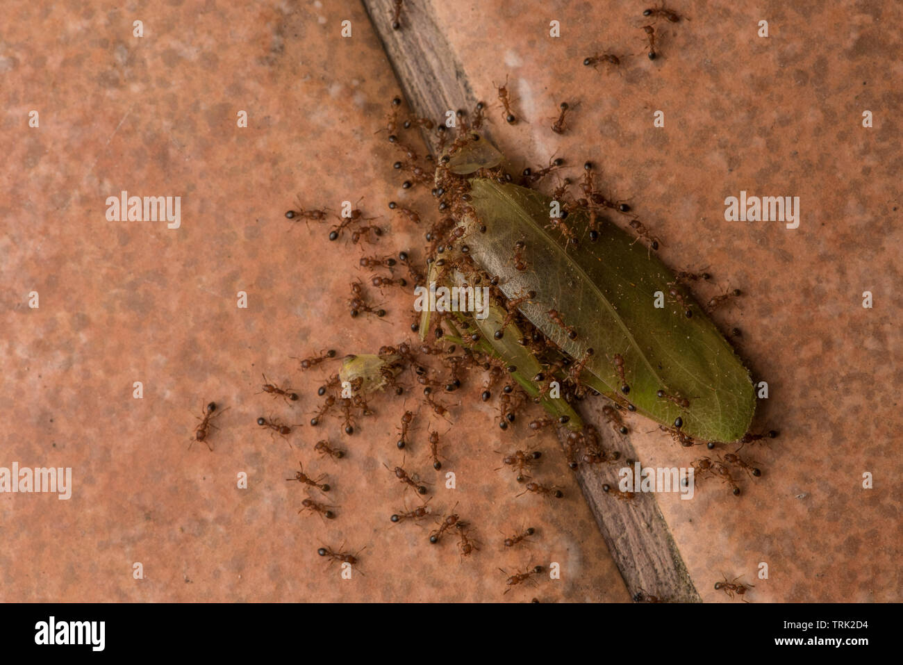 Uno sciame di formiche coprire un morto katydid e iniziare a portare via di ritorno al loro nido per mangiare. Foto Stock