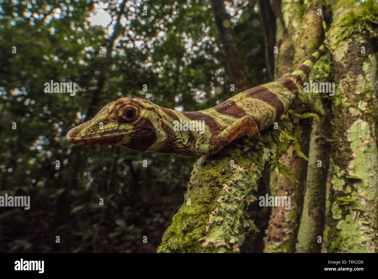 Struttura a bande Anole (Anolis transversalis) da Ecuador e il bacino amazzonico in Yasuni National Park. Foto Stock