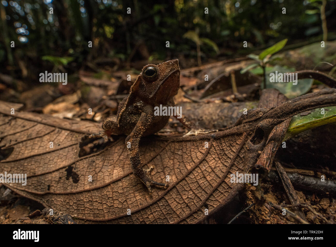 Un comune figliata di foglia toad (Rhinella margaritifera) seduto sul pavimento di foresta nella foresta amazzonica in Ecuador. Foto Stock