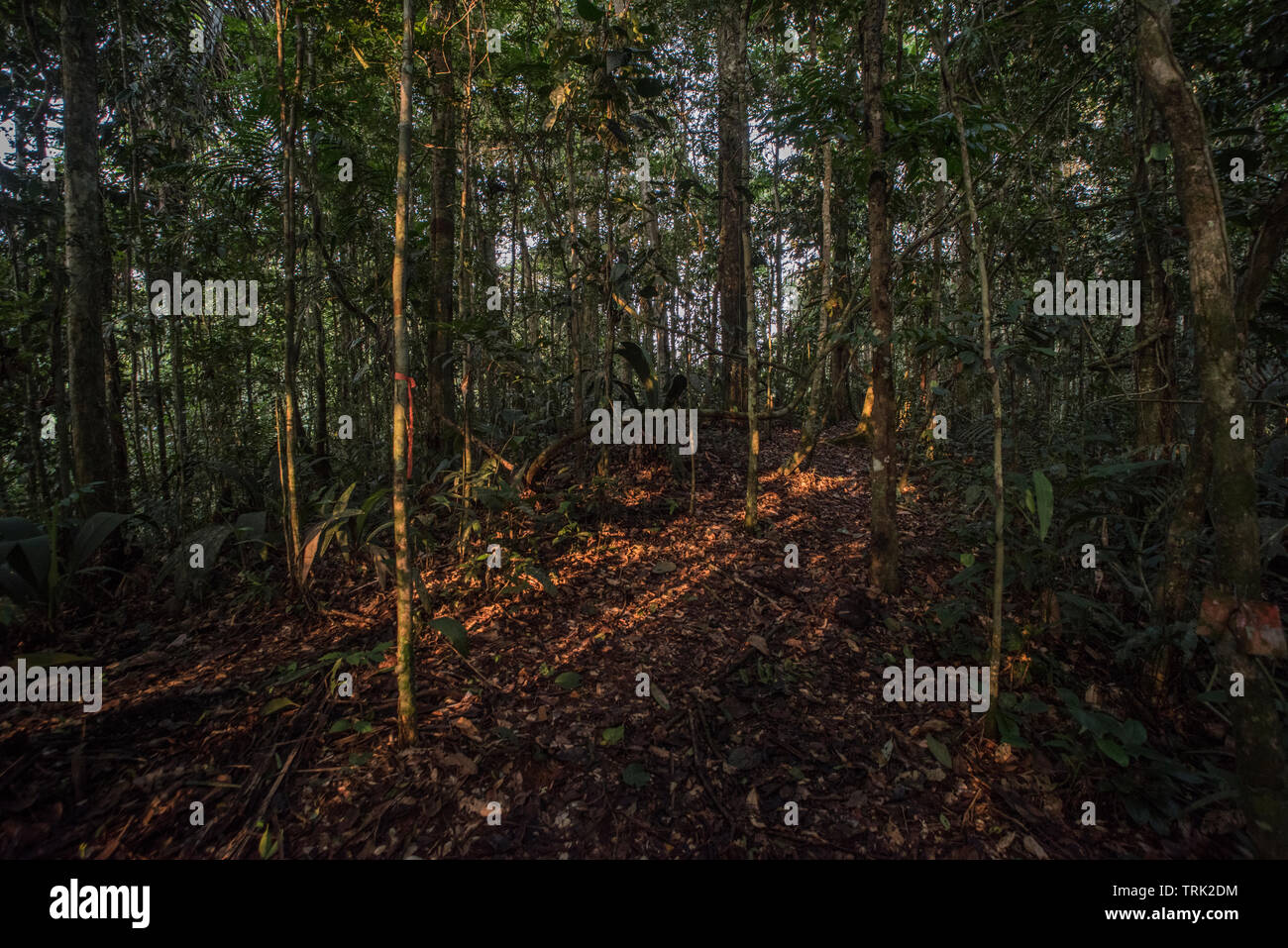 La sera tardi come il sole diventa bassa e la luce splende attraverso gli alberi in Yasuni National Park, Ecuador. Foto Stock