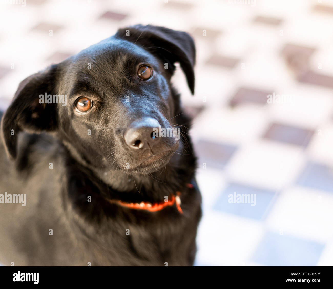 Carino e giocoso cane nero labrador closeup volto che mostra il naso e gli occhi Foto Stock