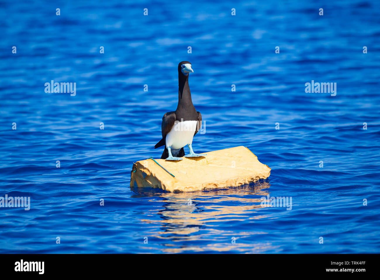 Un blue footed booby, Sula nebouxii excisa, in piedi su un pezzo di scartato in plastica galleggiante al largo delle Hawaii. Foto Stock