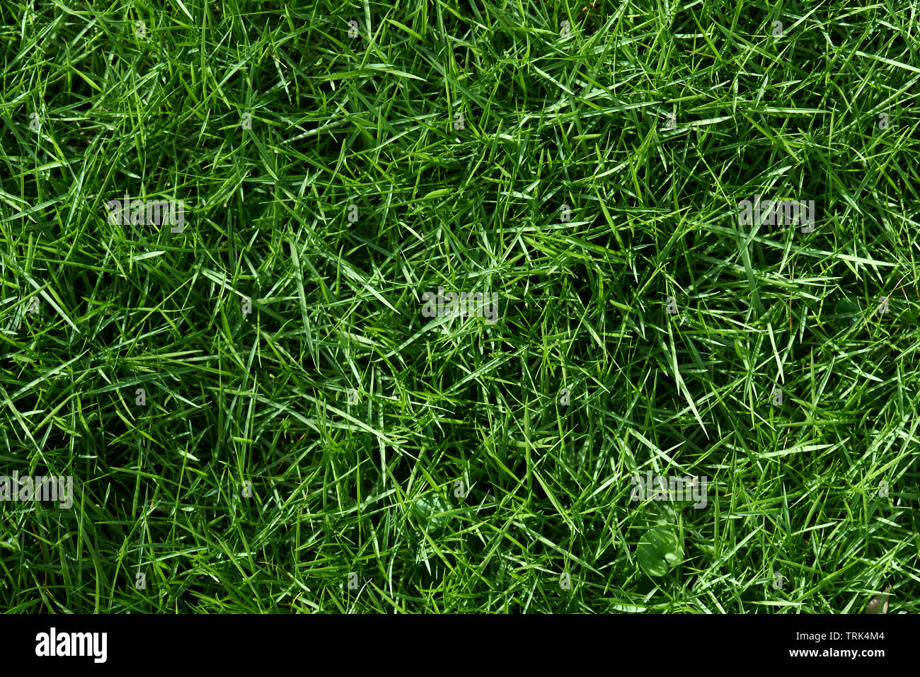 Texture di erba verde sullo sfondo luminoso giorno Foto Stock