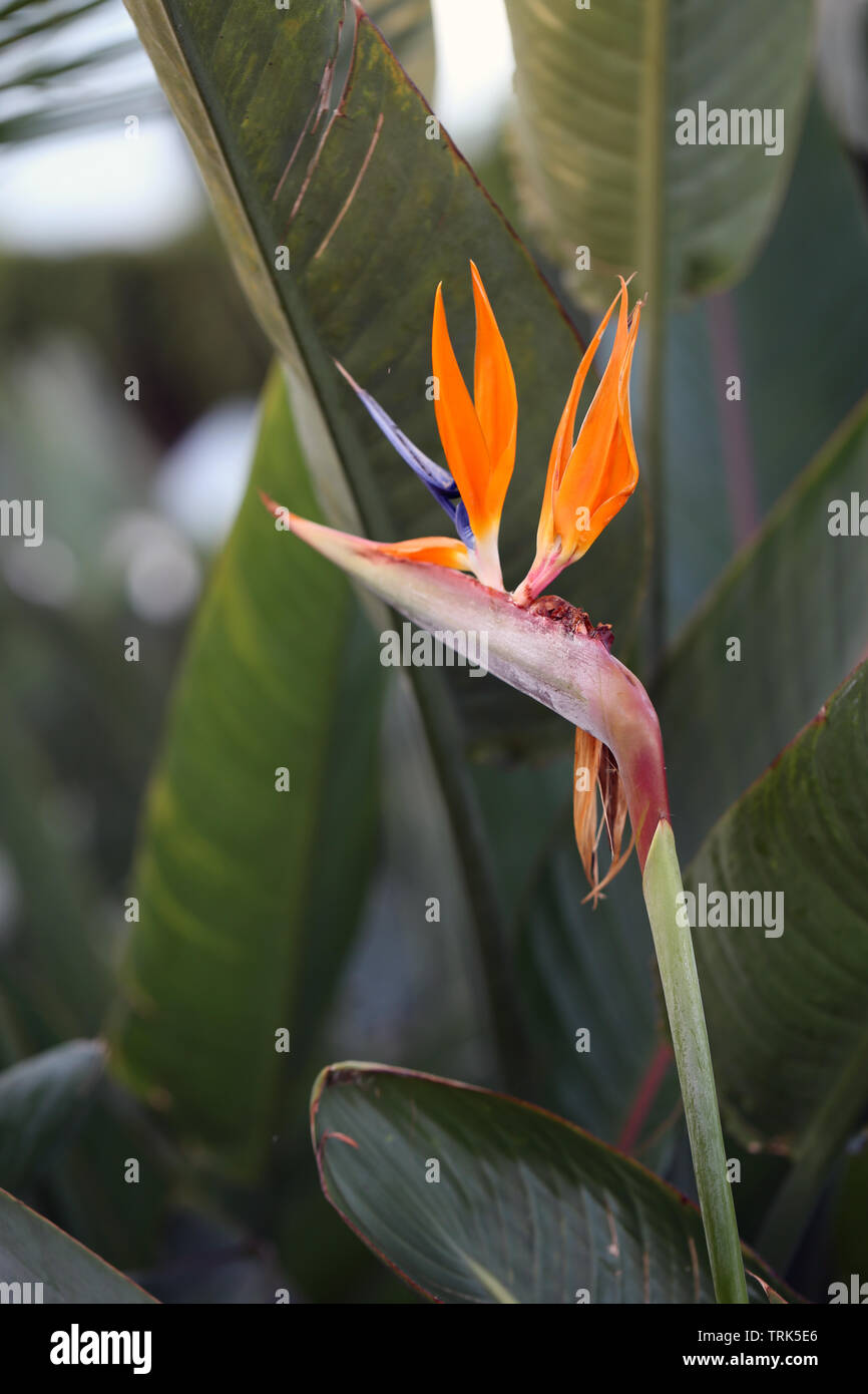 strelitzie zimmerpflanze standort Strelitzia Nicolai Baum-Strelitzie Zimmerpflanze Ø30cm 160cm