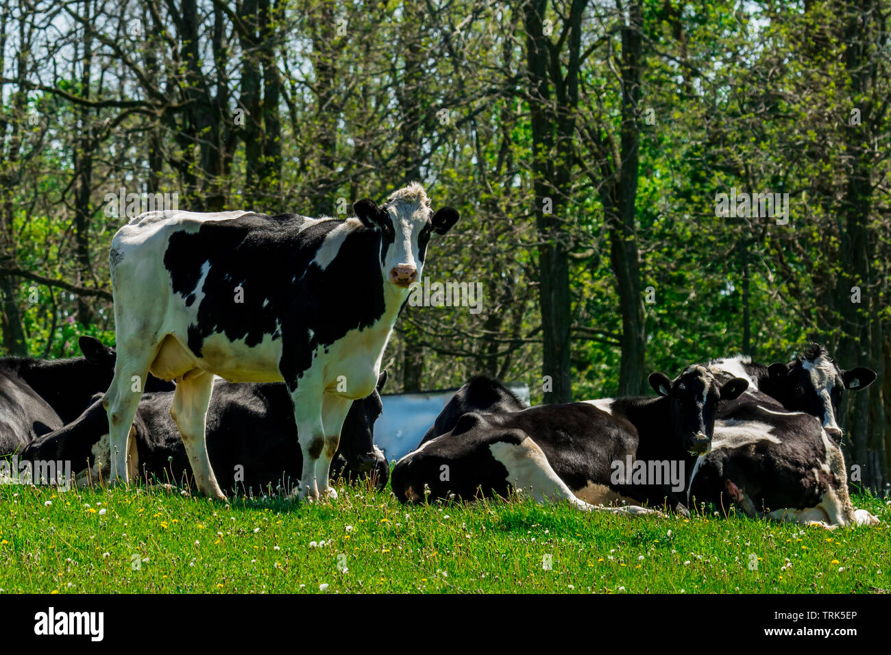 Farm vacche di latte bianco e nero riposanti da vecchio fienile Foto Stock