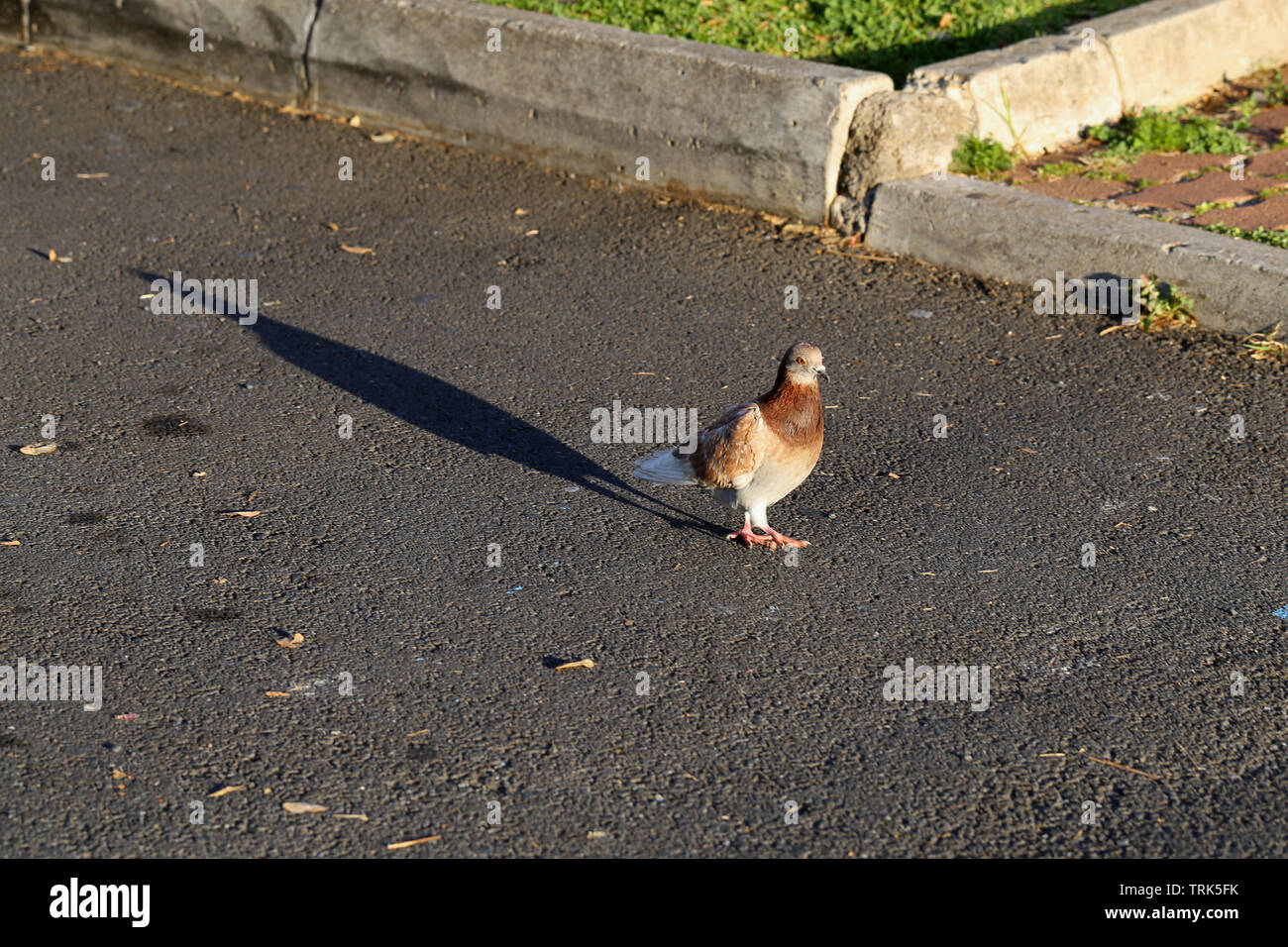 Bianco e Marrone di Pigeon camminando in un parcheggio situato a Funchal, Madeira. La luce del sole crea lunghe e belle ombre. Immagine a colori. Foto Stock