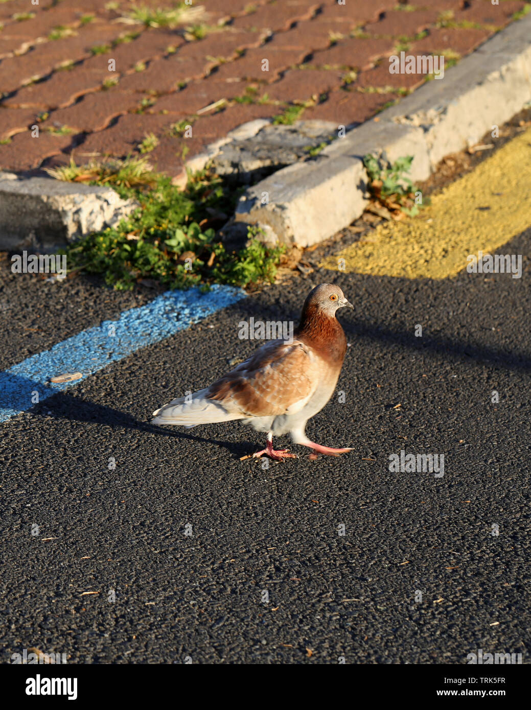 Bianco e Marrone di Pigeon camminando in un parcheggio situato a Funchal, Madeira. La luce del sole crea lunghe e belle ombre. Immagine a colori. Foto Stock