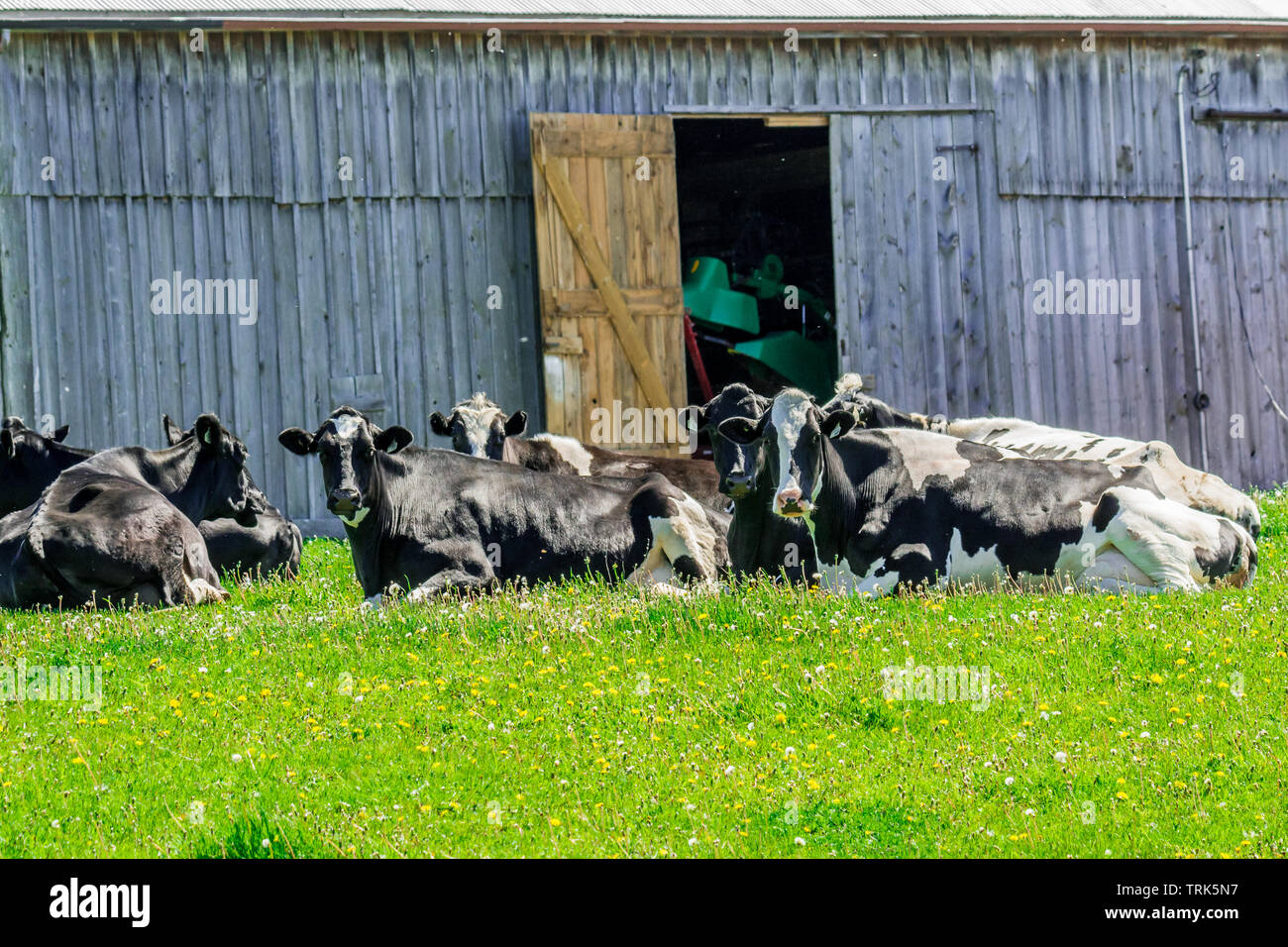 Farm vacche di latte bianco e nero riposanti da vecchio fienile Foto Stock