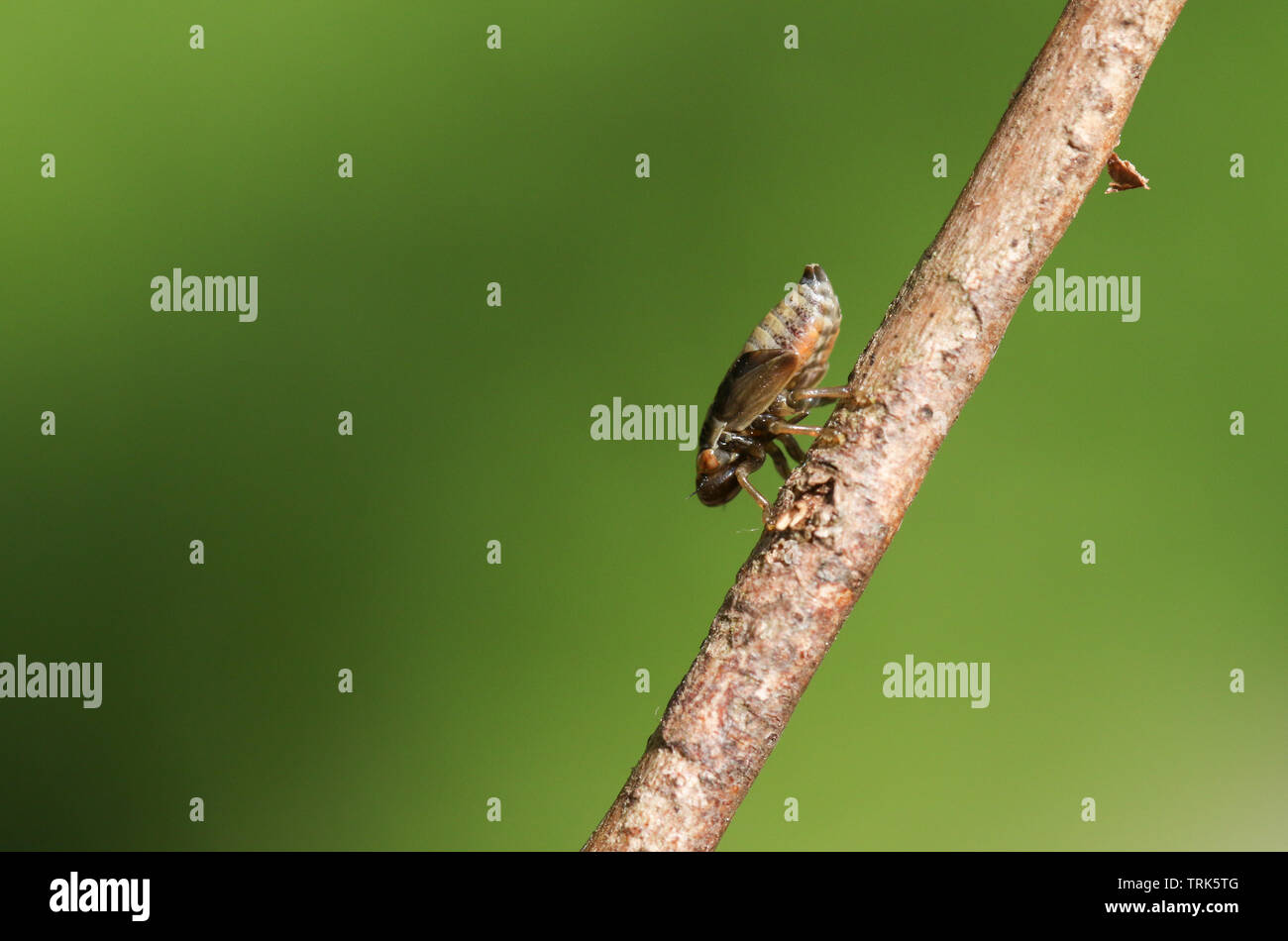 Un simpatico Froghopper Spittlebug o camminare per un ramoscello. Foto Stock