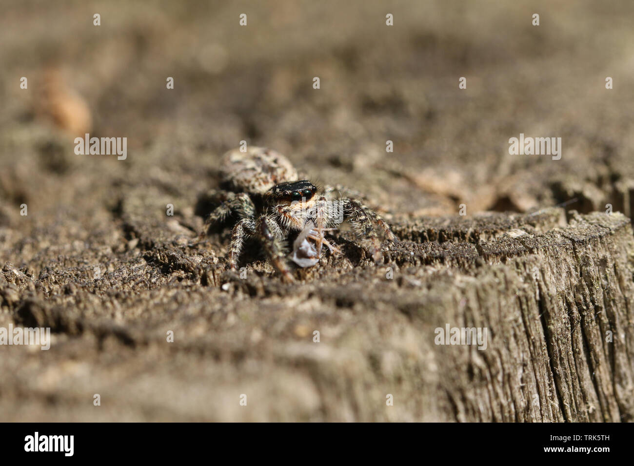 Un piccolo salto Fence-Post Spider (Marpissa muscosa) appollaiate su una staccionata in legno con un insetto negli artigli che ha appena pescato e sta mangiando. Foto Stock