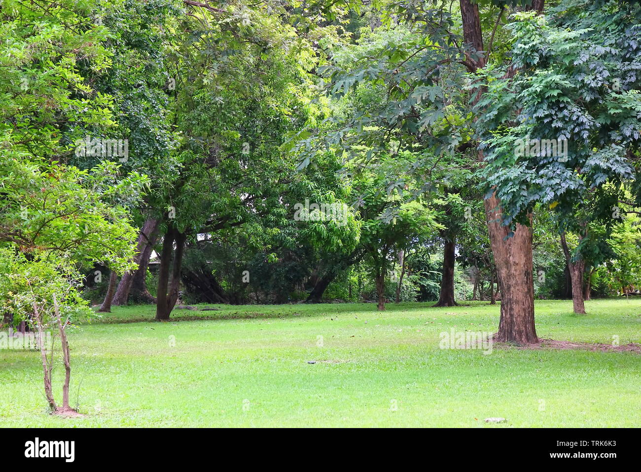 Aria fresca nel parco.area verde di creare un buon ambiente in città per le persone di avere attività all'aperto. Foto Stock
