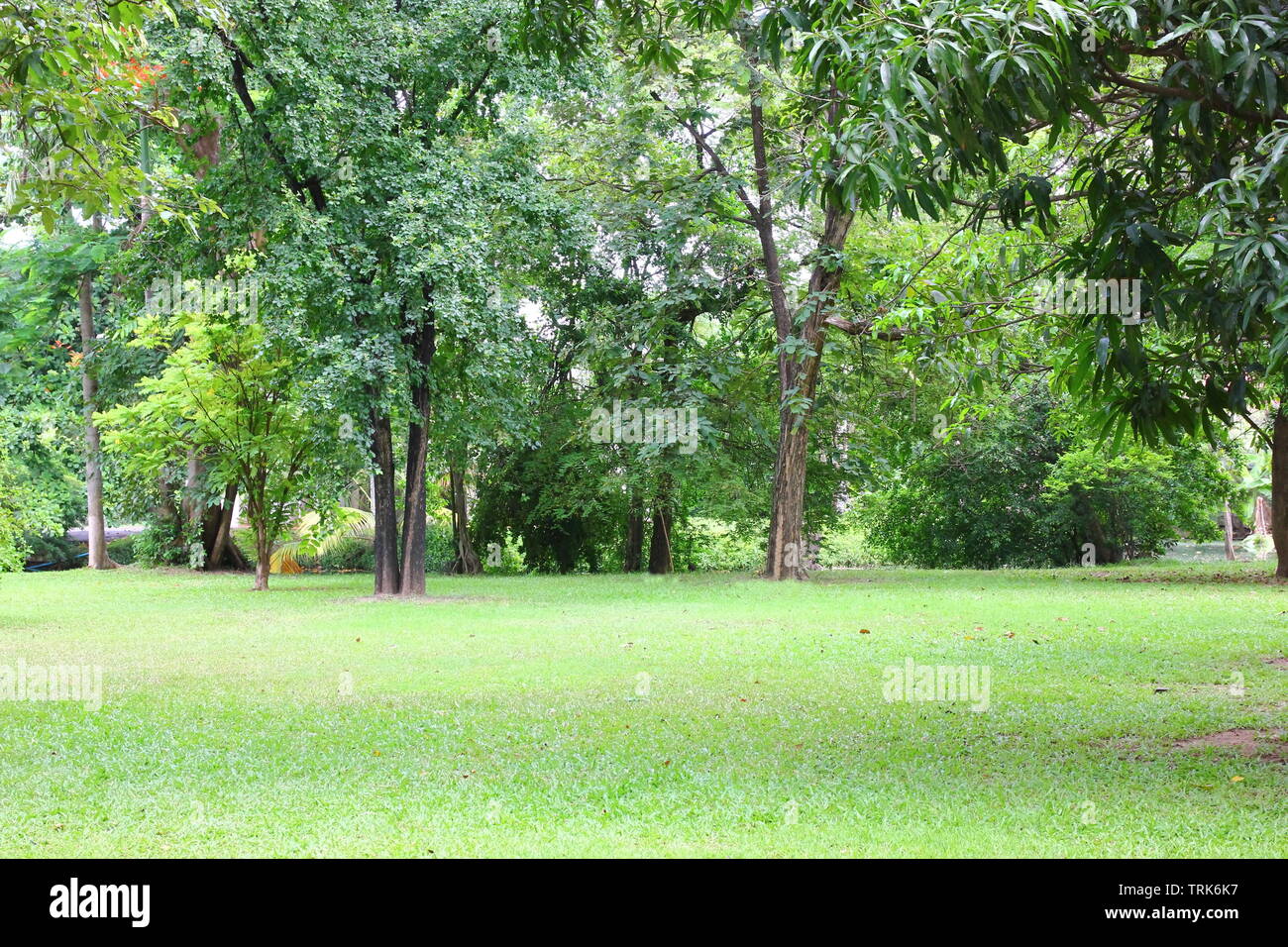 Aria fresca nel parco.area verde di creare un buon ambiente in città per le persone di avere attività all'aperto. Foto Stock