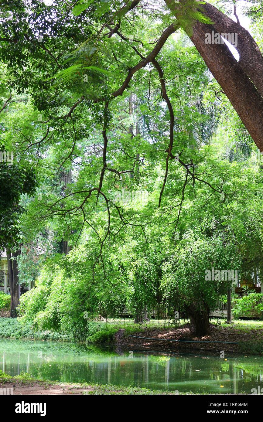 Aria fresca nel parco.area verde di creare un buon ambiente in città per le persone di avere attività outdoor.tree sulla piscina. Foto Stock