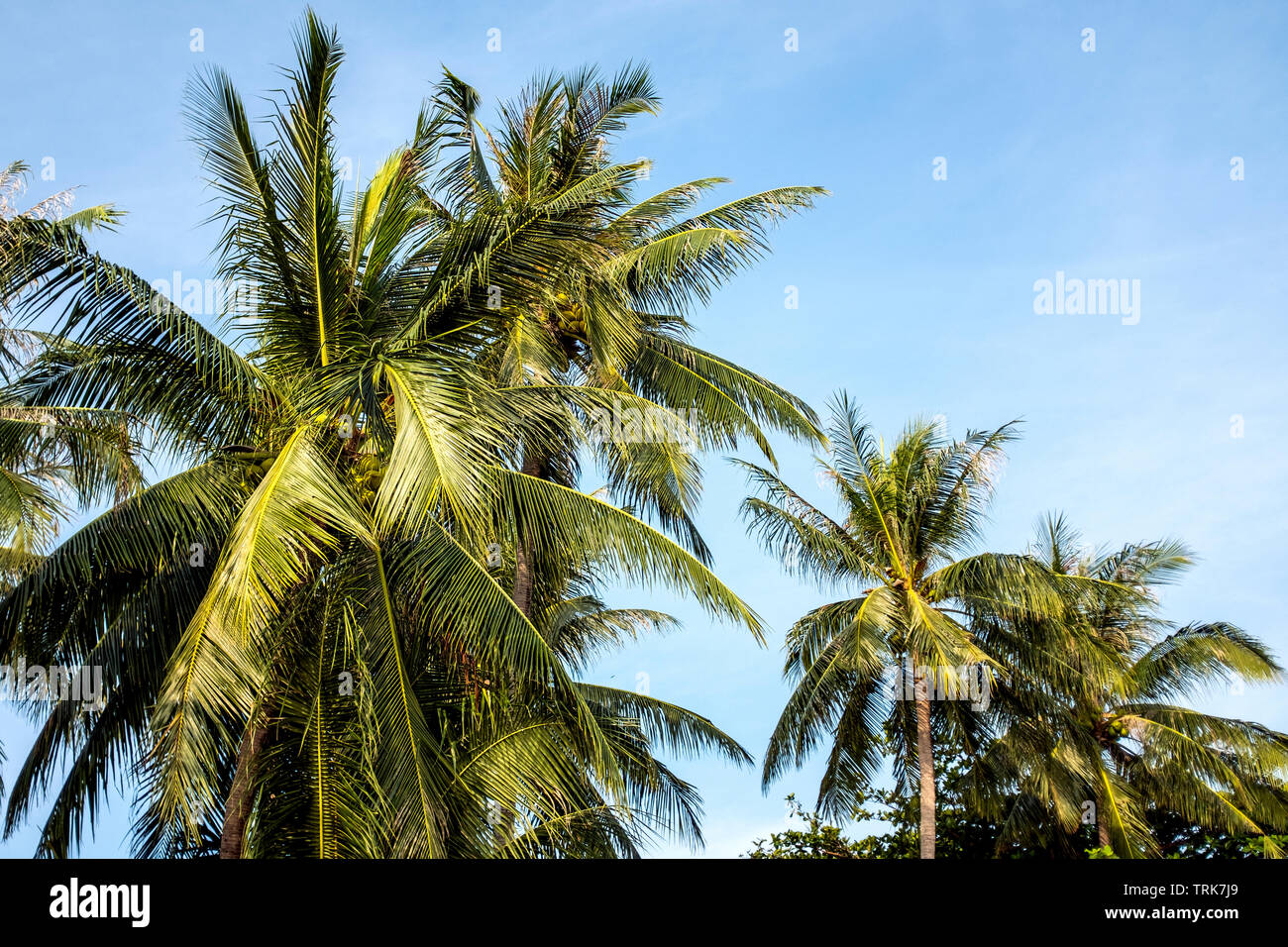 Un colpo di palme su una spiaggia in Thailandia con un giorno d'estate. Foto Stock