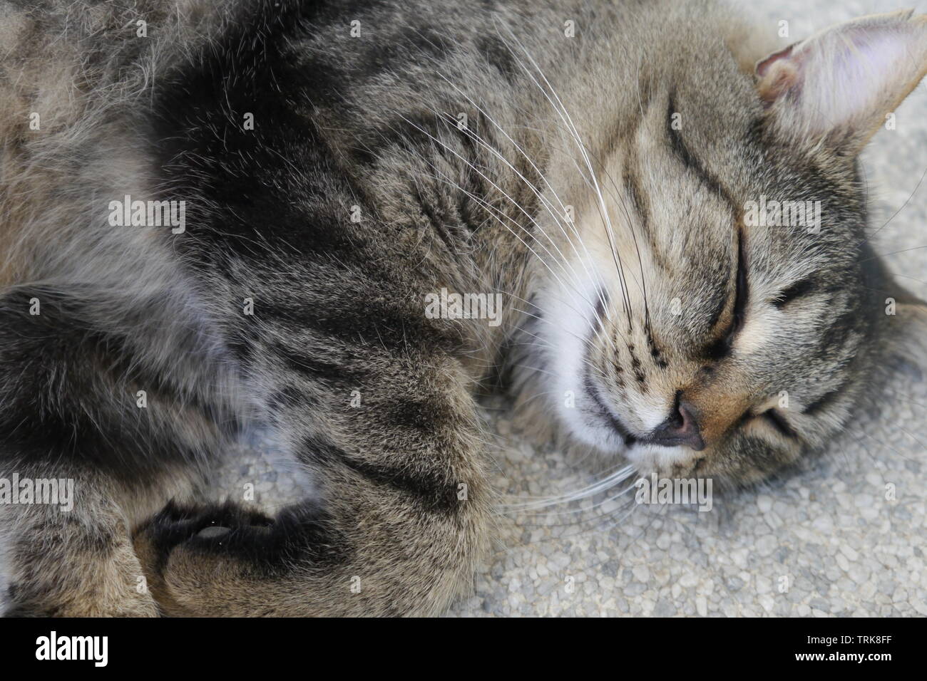 Carino bruno gatto pelo grigio sul pavimento in pietra. Foto Stock