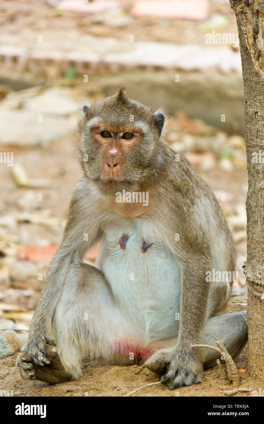 I vecchi wild monkey Foto Stock
