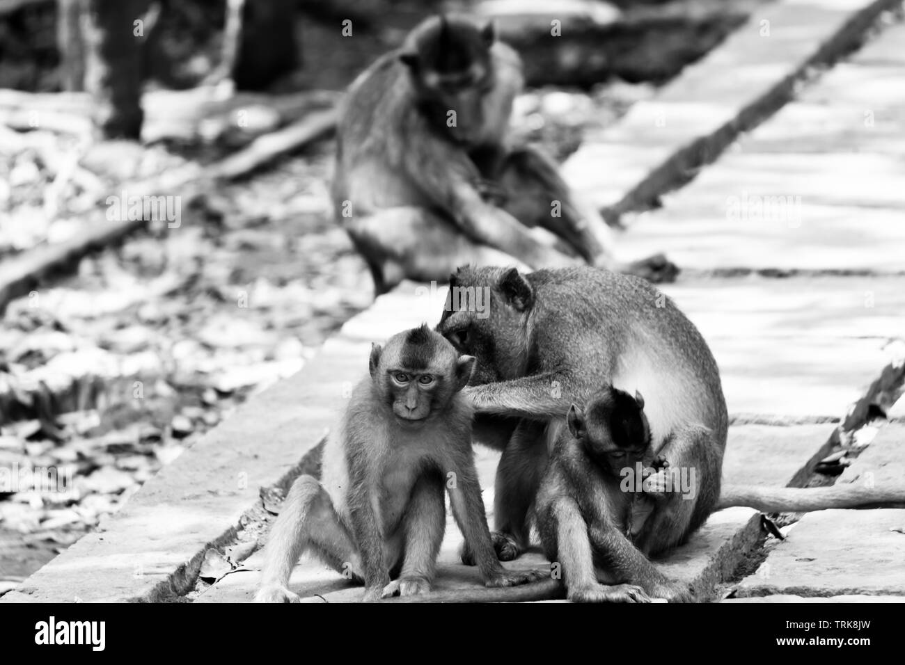 Famiglia della scimmia Foto Stock