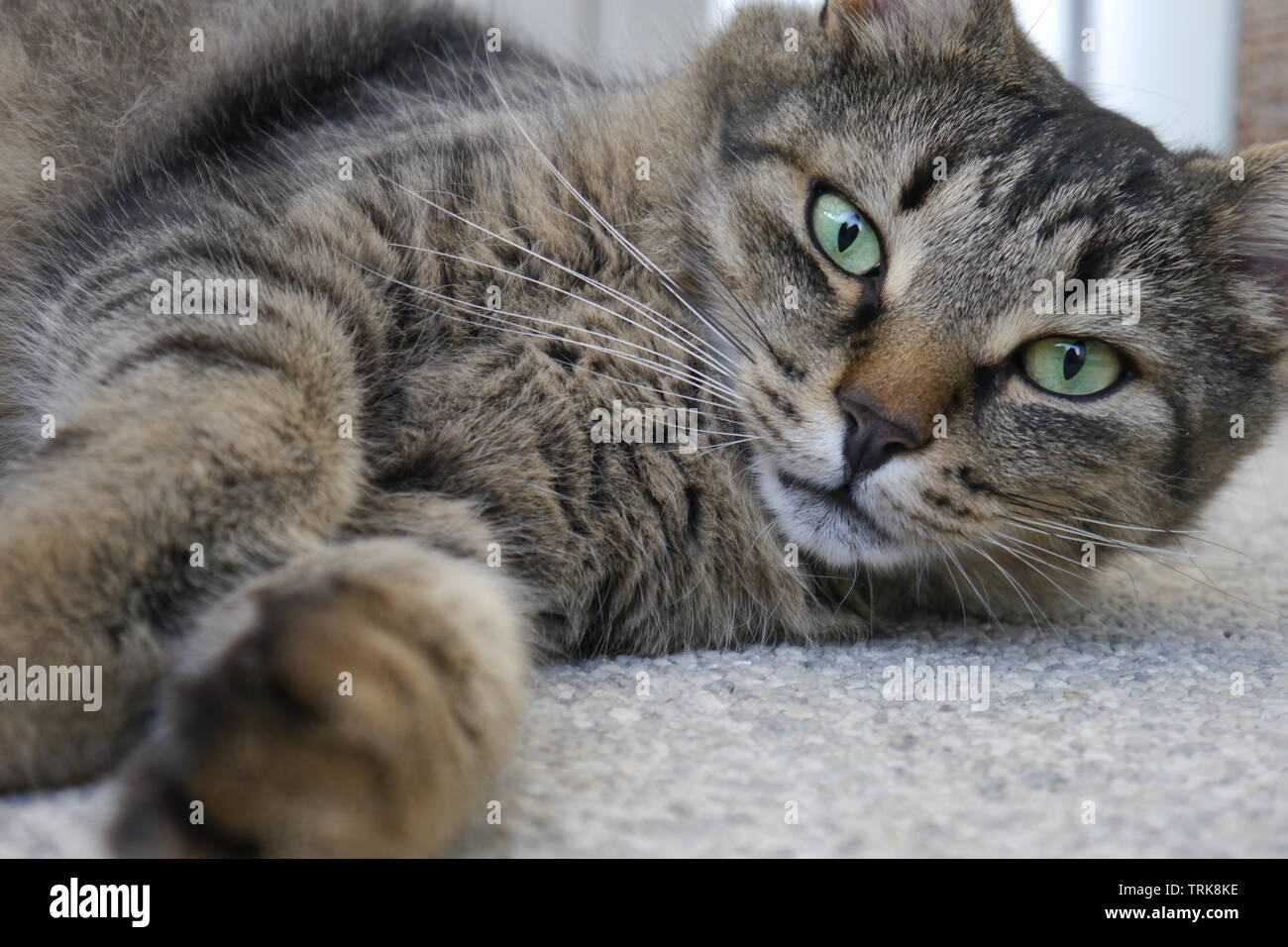 Green Eyed bruno gatto sdraiato sul pavimento grigio. Foto Stock