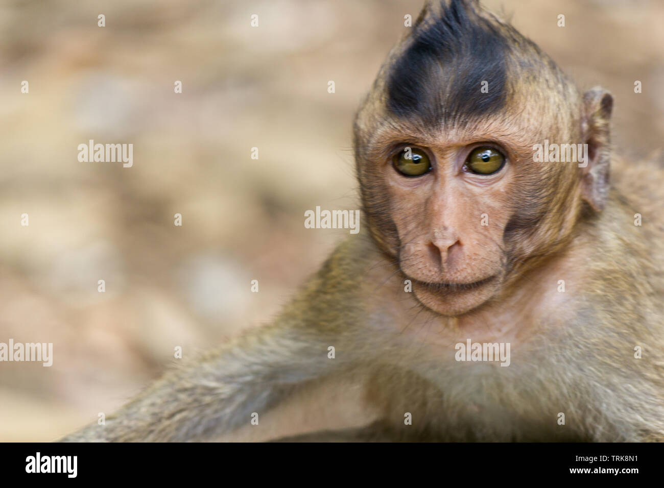 Ritratto di giovane wild monkey Foto Stock