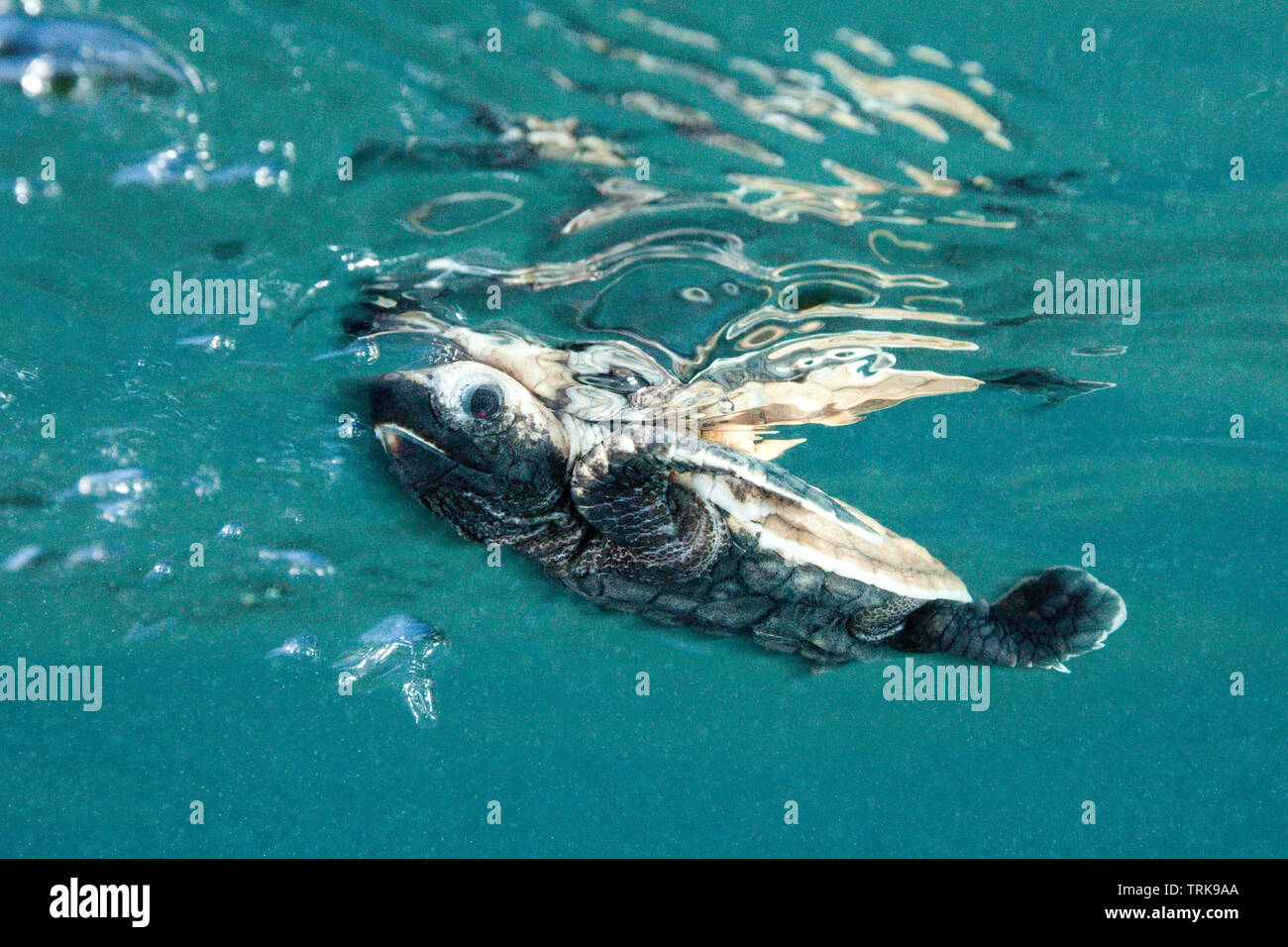 Tartaruga embricata hatchling pagaie lontano dalla riva, Eretmochelys imbricata, Lissenung, Nuova Irlanda, Papua Nuova Guinea Foto Stock