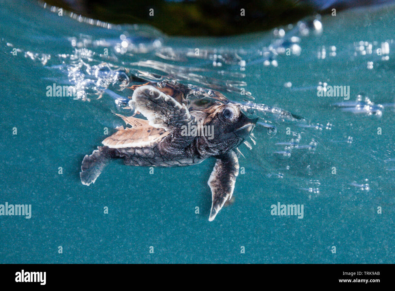 Tartaruga embricata hatchling pagaie lontano dalla riva, Eretmochelys imbricata, Lissenung, Nuova Irlanda, Papua Nuova Guinea Foto Stock