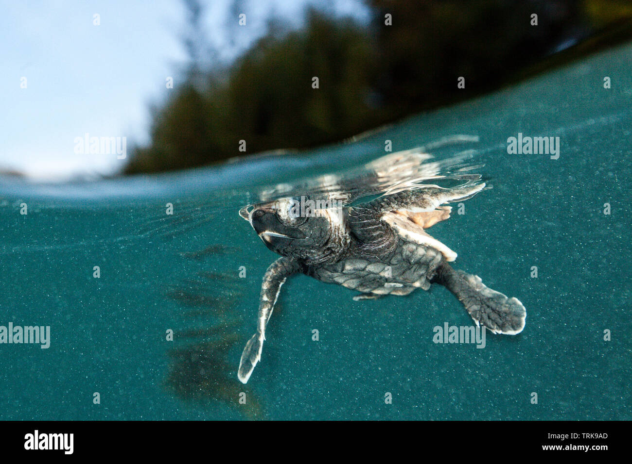 Tartaruga embricata hatchling pagaie lontano dalla riva, Eretmochelys imbricata, Lissenung, Nuova Irlanda, Papua Nuova Guinea Foto Stock