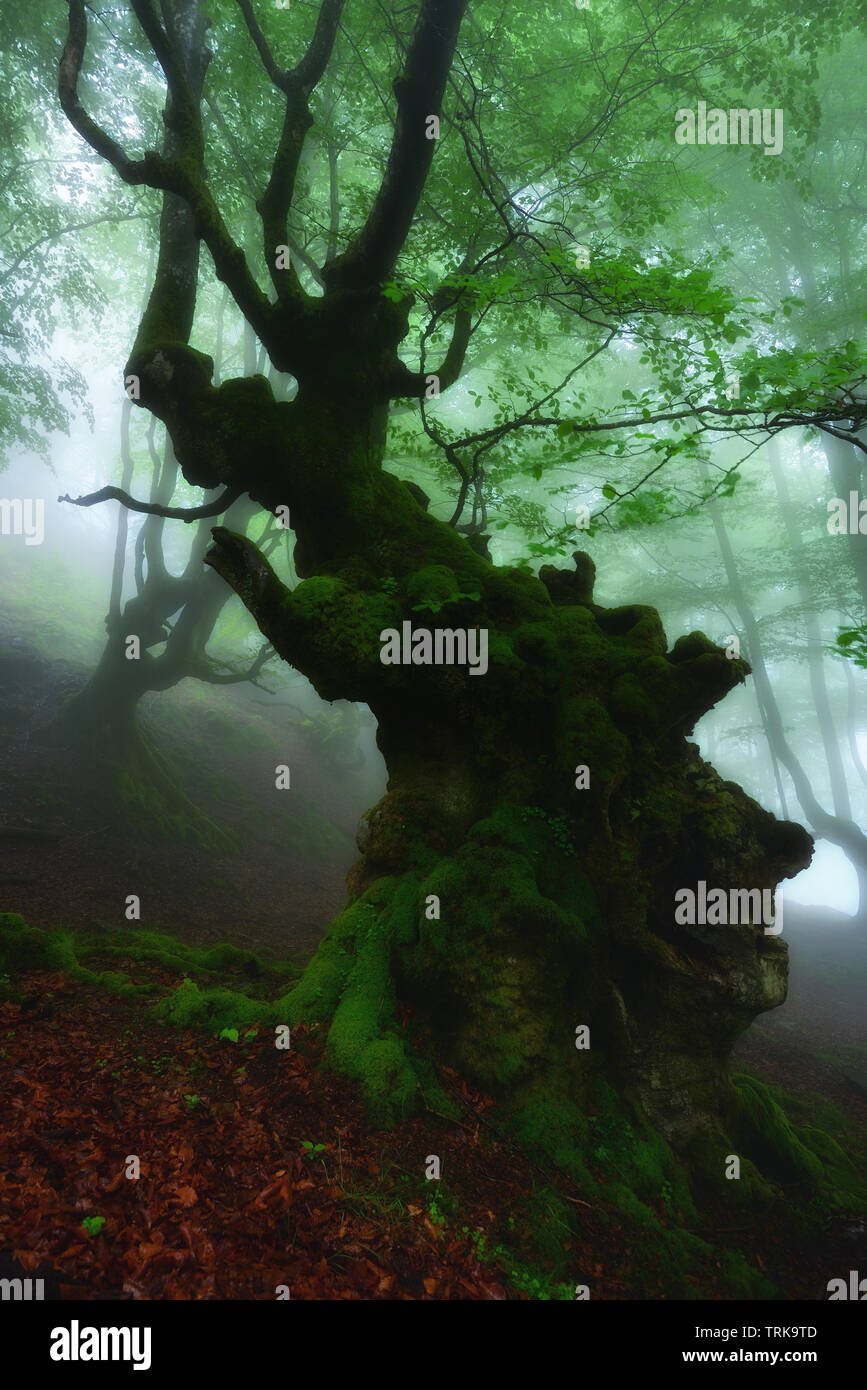 Mattina di primavera nel bosco incantato su un nebbioso giorno, Gorbea Parco naturale Foto Stock