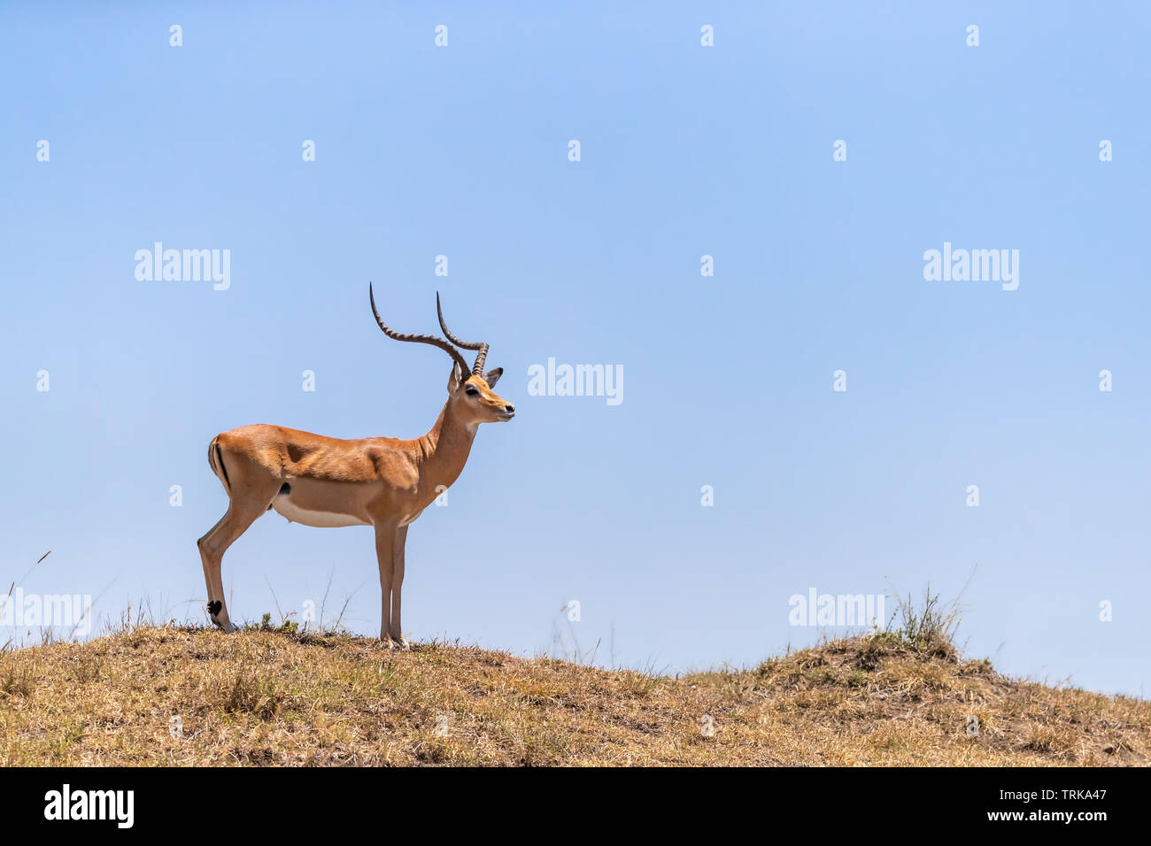 Maschio adulto impala, profilo laterale, sorge sul ciglio di una collina nel Masai Mara, Kenya. Foto Stock