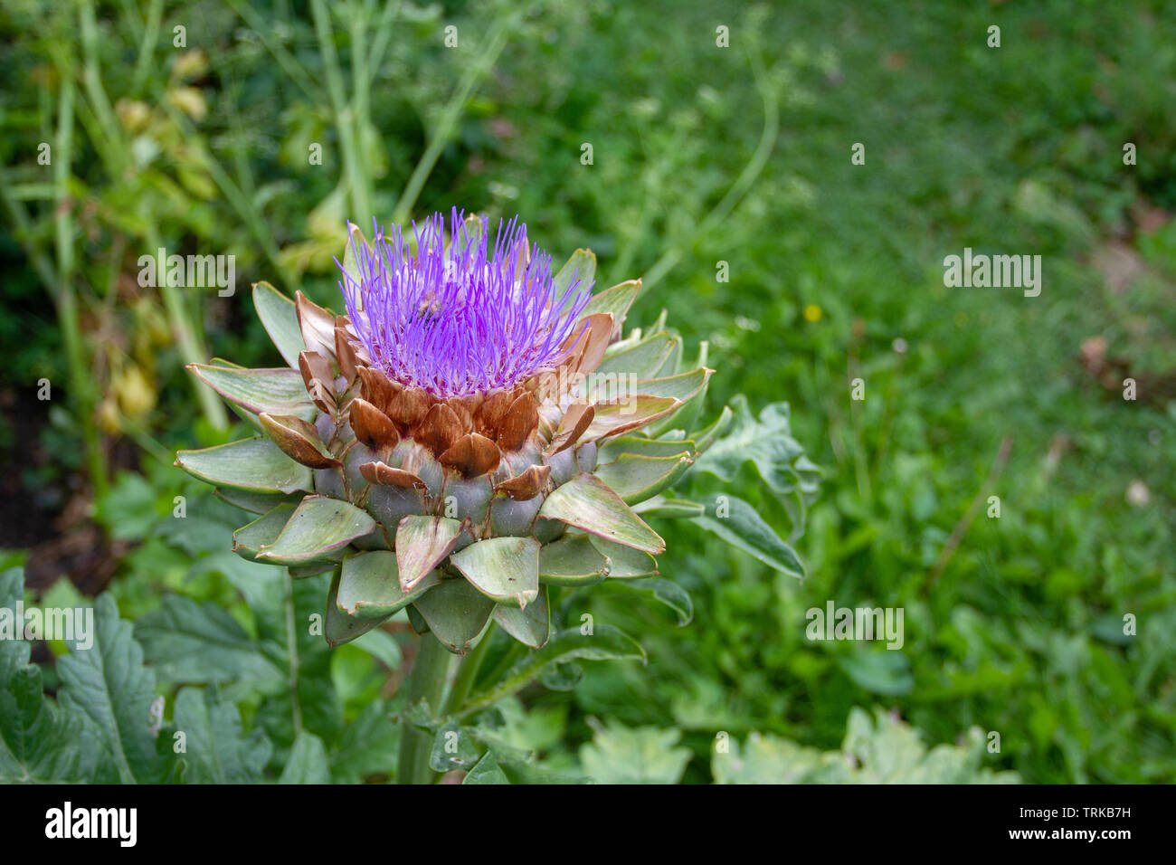 Carciofi a sinistra con dei fiori viola spettacolari Foto Stock